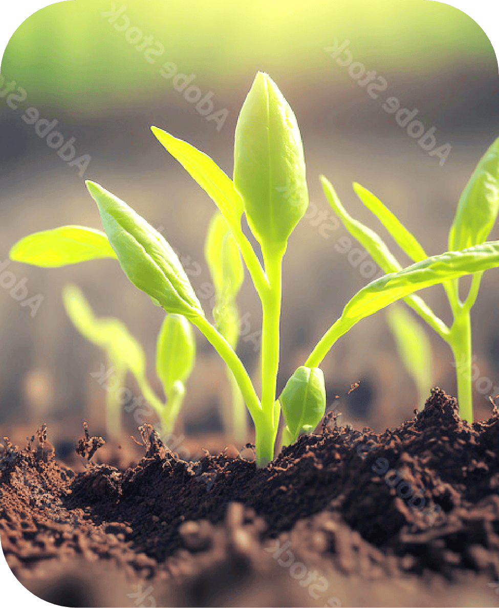 私たちについて