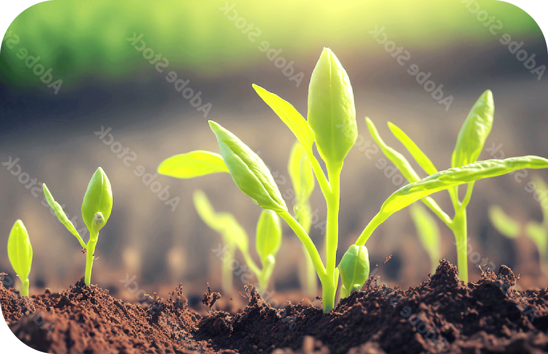 私たちについて